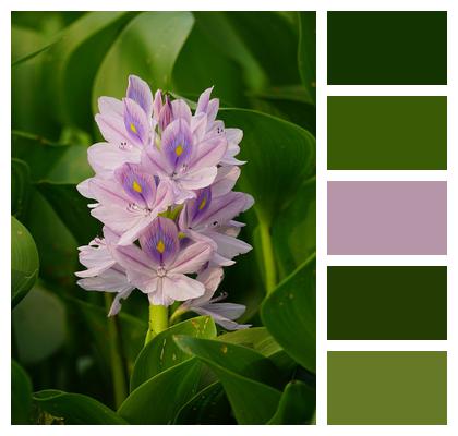 Flower Background Hyacinth Flower Image